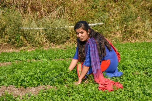 Preview: A Young Indian Woman Farmer Working In The Coriander Organic Farm Field.