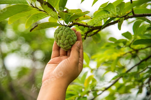 Preview: Young Girl Examine Or Observing At Field Of Custard Apples Or Sugar Apples Growing On A Tree.