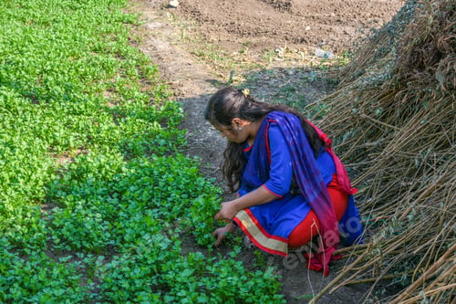 Preview: A Young Indian Woman Farmer Working In The Coriander Organic Farm Field.