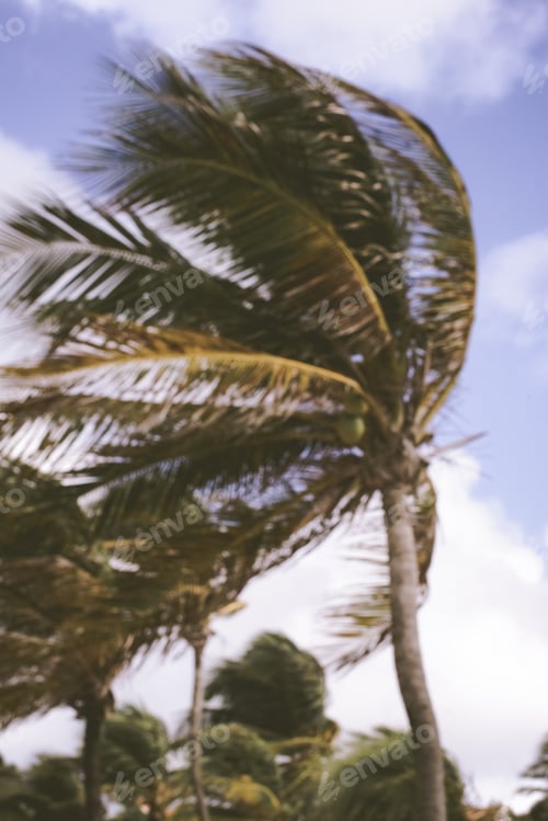 Preview: Blur Palm Tree And Bokeh From Sunlight. Instagram Style Filter.
