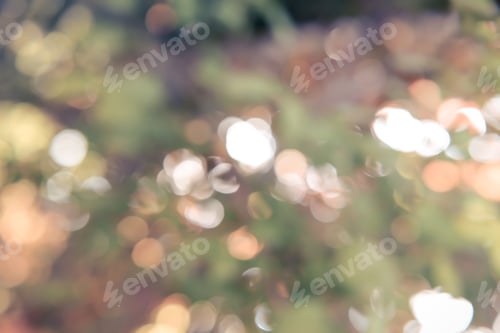 Preview: Natural Bokeh, Blurred Bokeh, Blur Background.