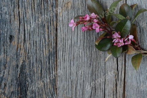 Preview: Blossoms On Wood Background