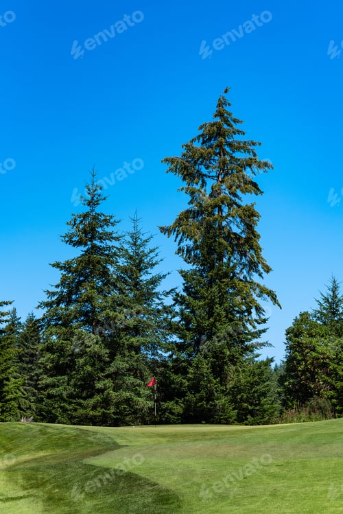 Preview: Sunny Day On Golf Course, Fairway And Putting Green With Red Flag, Evergreen Trees And Blue Sky In