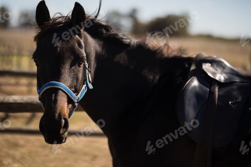 Preview: Brown Horse With Muzzle Standing In The Ranch On A Sunny Day