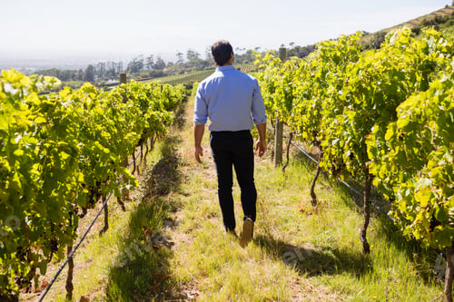 Preview: Rear View Of Vintner Walking In Vineyard On A Sunny Day