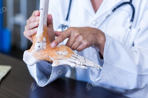 Preview: Physiotherapist Holding A Skeleton Feet Model In Clinic