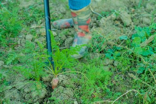 Preview: Young Woman Peasant In Red Sweater And Blue Jeans Digs Up Carrot And Beet In Garden Bed. Hands