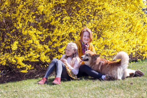 Preview: Dog In The Family - Beautiful Corgi Fluffy And Mother With Daughter