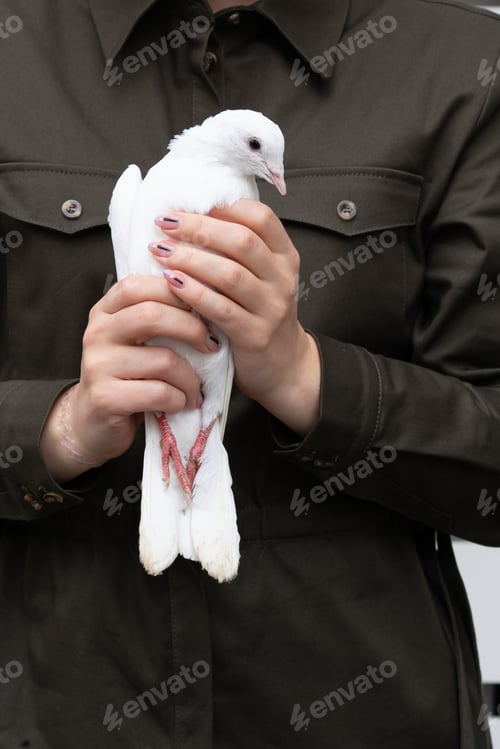 Preview: Young Beautiful Girl Holds Dove In Her Arms