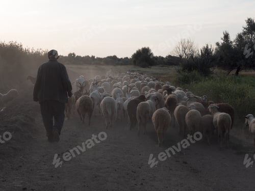 Preview: Rural Shepherd Drives Sheep, Goats And Rams To Pasture. Sunrise. Backlighting In Dust And Fog