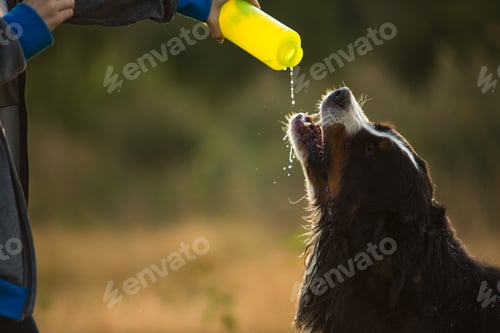 Preview: Close Up View At A Bernese Mountain Dog Dogs Drink Water From Woman'S Hands