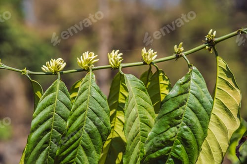 Preview: Coffee Tree Blossom With White Color Flower Close Up View