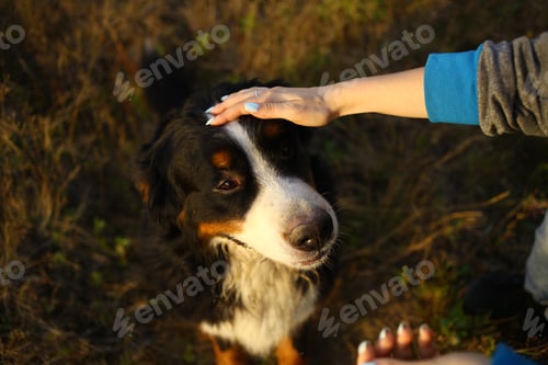 Preview: From Above View. Person Hand Holding A Bernese Mountain Dog Head. Dog Looking At Camera