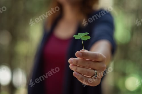 Preview: Clover In Female Hand In Sunny Spring Day. Blur Nature Background. Rim Light. Little Warm Tone