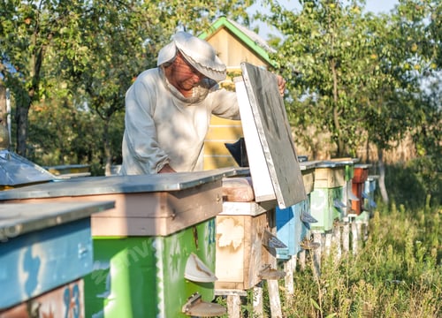 Preview: Beekeeper Is Working With Bees And Beehives On The Apiary. Beekeeper On Apiary. Beekeeper Pulling