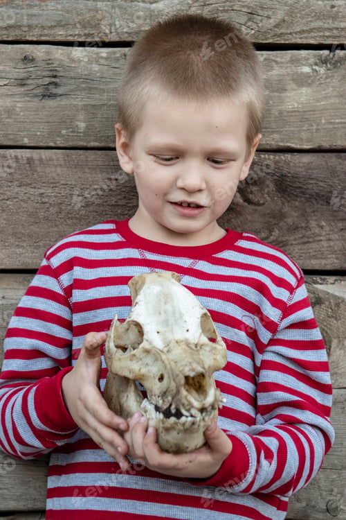 Preview: Curious Preschooler In Striped Sweatshirt Found Pig'S Skull On His Father'S Farm And Played With