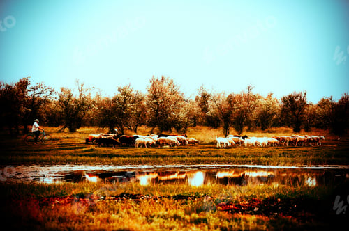 Preview: An Elderly Farmer On A Bicycle Meets Sheep And Goats From Pasture And Drives Them Home. The Concept