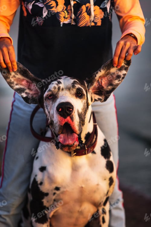 Preview: Crop Of Unrecognizable Woman Raising Up Ears Of Great Dane Hound While Having Fun In Street In