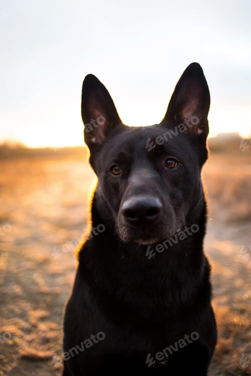 Preview: Close-Up Portrait Of Cute Big Black Mongrel Dog Sitting On Sunny Autumn Meadow In Sunset