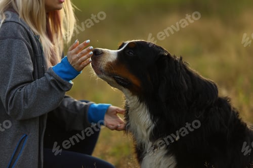 Preview: Side View At A Young Stylish Caucasian Woman Training Bernese Mountain Dog On The Summer Field