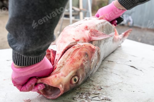 Preview: Process Of Cooking Fish. Hands Cook Cut Up The Fish, Selective Focus