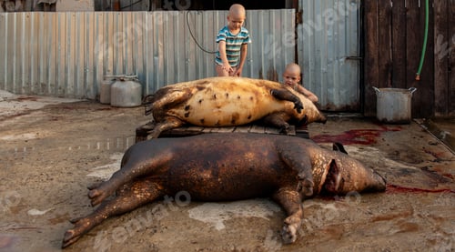 Preview: Asf. African Swine Fever. Pig Farm. Pork Carcass Processing. Peasant Children Are Watching Process