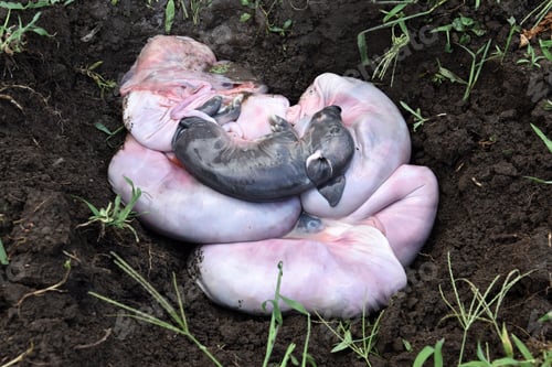 Preview: A Young Peasant Woman Digs Pork And Pigs Into The Ground Because Of A Quarantine Declared By The