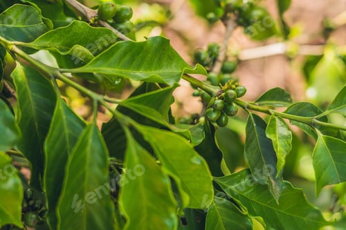 Preview: Unripe Coffee Beans On Stem In Vietnam Plantation.