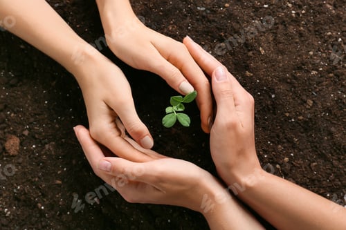 Preview: Young Women Planting Seedlings In Garden