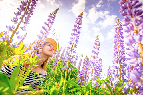 Preview: Beautiful Young Woman In Hat In Lupine Field