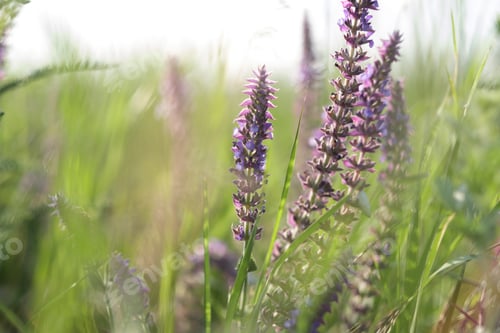 Preview: Purple Flowers At Sunset