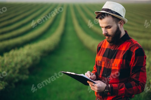 Preview: Modern Bearded Agronomist With Folder Working On Currant Field At Sunset Outdoor