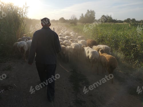 Preview: Rural Shepherd Drives Sheep, Goats And Rams To Pasture. Sunrise. Backlighting In Dust And Fog
