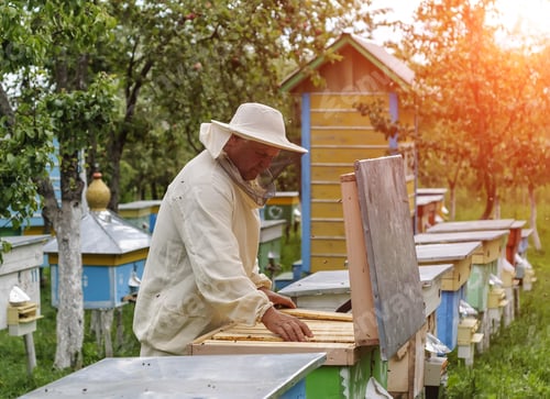 Preview: Beekeeper Is Working With Bees And Beehives On The Apiary.