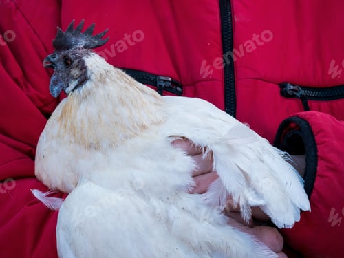 Preview: Farmer Girl In Red Jacket Holding White Chicken With Dark Tuft