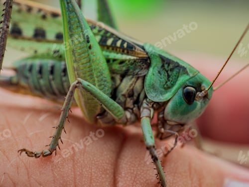 Preview: Locust, Lat. Melonoplus Femur-Rebrum Green Large Grasshopper Sits On His Hand, Does Not Fly Away