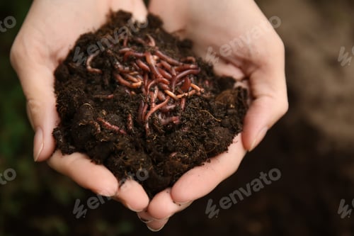 Preview: Woman Holding Worms With Soil, Closeup