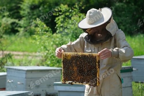Preview: Beekeeper Inspecting Honeycomb Frame At Apiary At The Summer Day. Man Working In Apiary