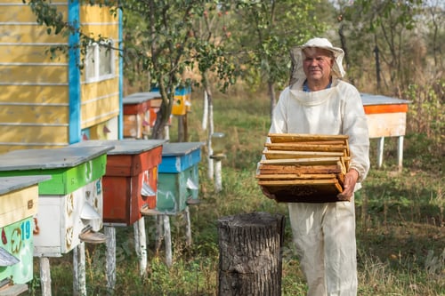 Preview: Beekeeper Is Working With Bees And Beehives On The Apiary.