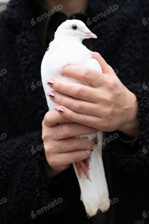 Preview: Girl Holding Dove