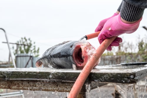 Preview: Process Of Cooking Fish. Hands Cook Cut Up The Fish, Selective Focus