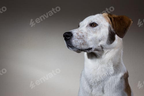 Preview: Portrait Of An Adorable Mixed Breed Dog, Looking Aside