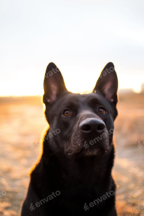 Preview: Close-Up Portrait Of Cute Big Black Mongrel Dog Sitting On Sunny Autumn Meadow In Sunset