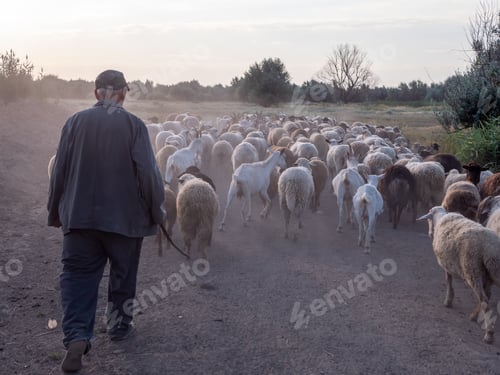 Preview: Rural Shepherd Drives Sheep, Goats And Rams To Pasture. Sunrise. Backlighting In Dust And Fog