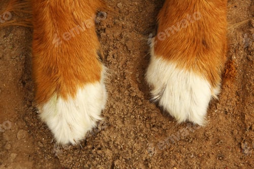Preview: Close Up View At Dog Paws, Bernese Mountain Dog. Copy Space