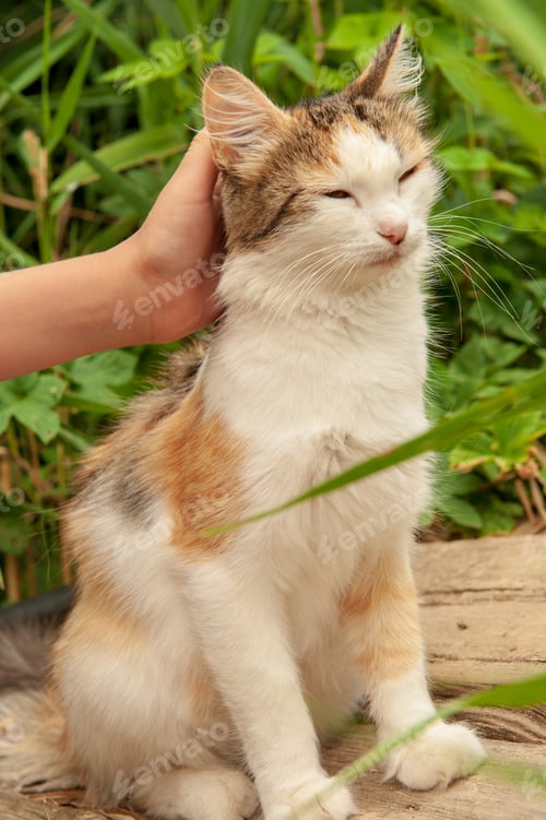Preview: Boy Is Petting Cat. Fishing Bridge On River Bank. Tricolor Cat. Child In Bathing Suit