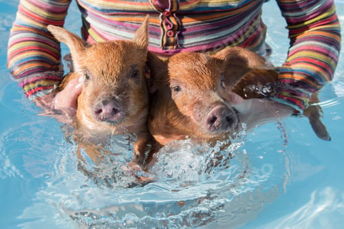 Preview: Happy Farmer In Striped Clothes Color Freedom Flag Holds In Hands Two Red Pigs And Lets Them Swim