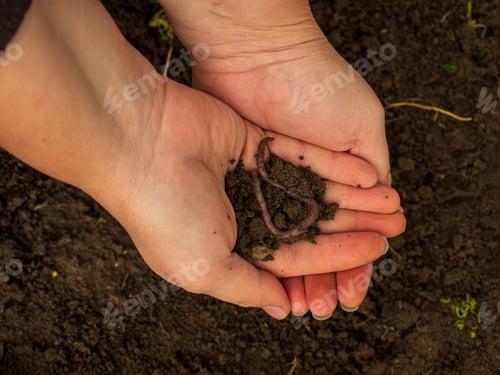 Preview: Earthworms In Female Hands In Greenhouse Chernozem. Macro Brandling, Pandas, Trout, Tiger, Wiggler