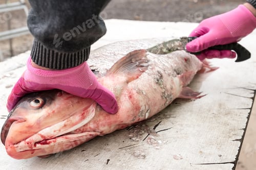 Preview: Process Of Cooking Fish. Hands Cook Cut Up The Fish, Selective Focus