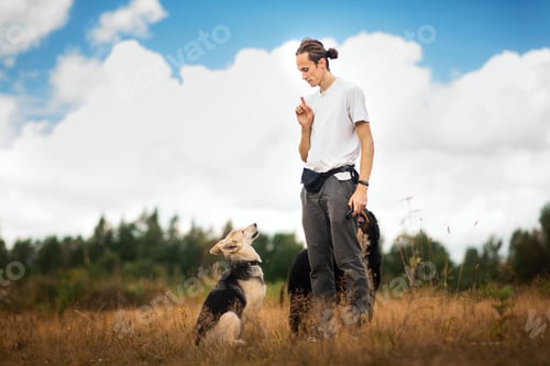 Preview: Side View At A Young Stylish Caucasian Man Training Bernese Mountain And Shepherd Dogs On The